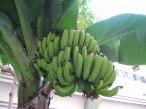 ４-９ハワイ　アラモアナショッピングセンターのバナナの木